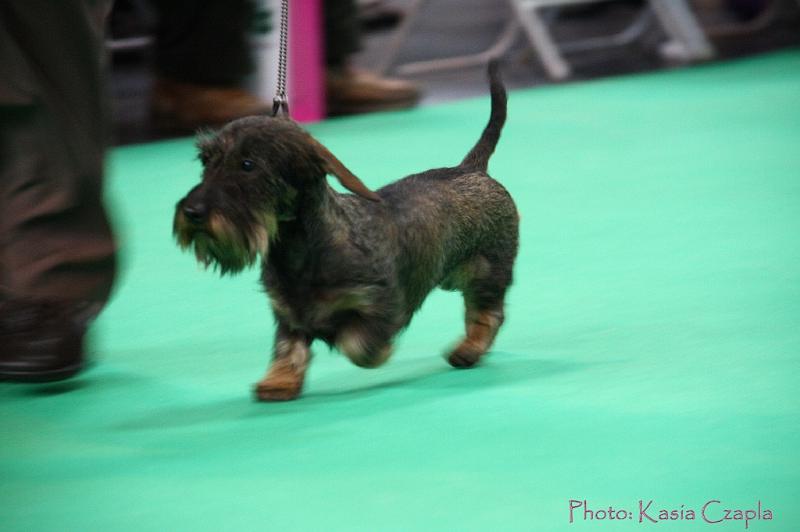 Crufts2011_2 1114.jpg